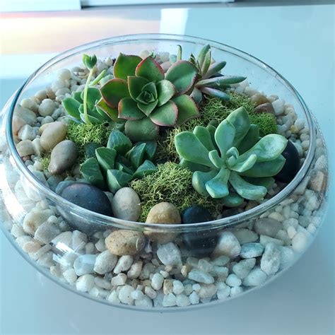 All You Need to Know About Glass Terrarium Bowls